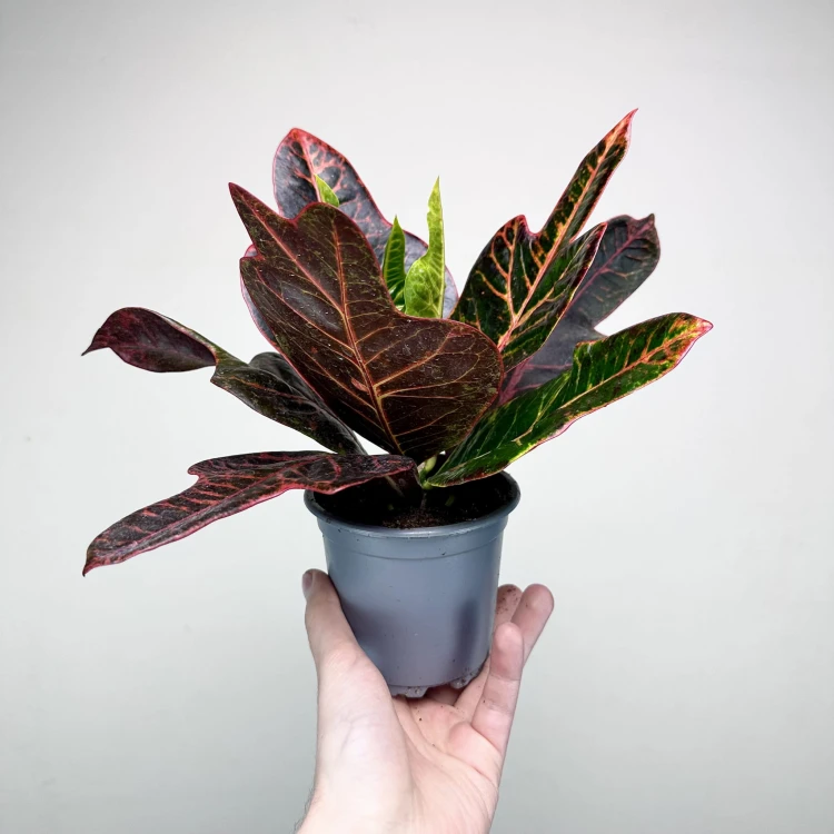 Kroton Excellent Codiaeum P11 #5
