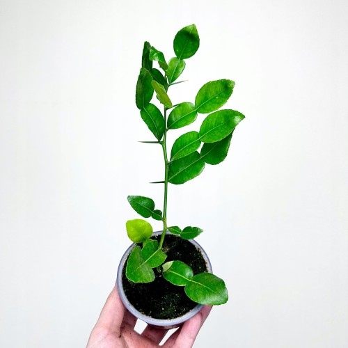 Papeda Limonka Kaffir Lime Citrus Hystrix #1