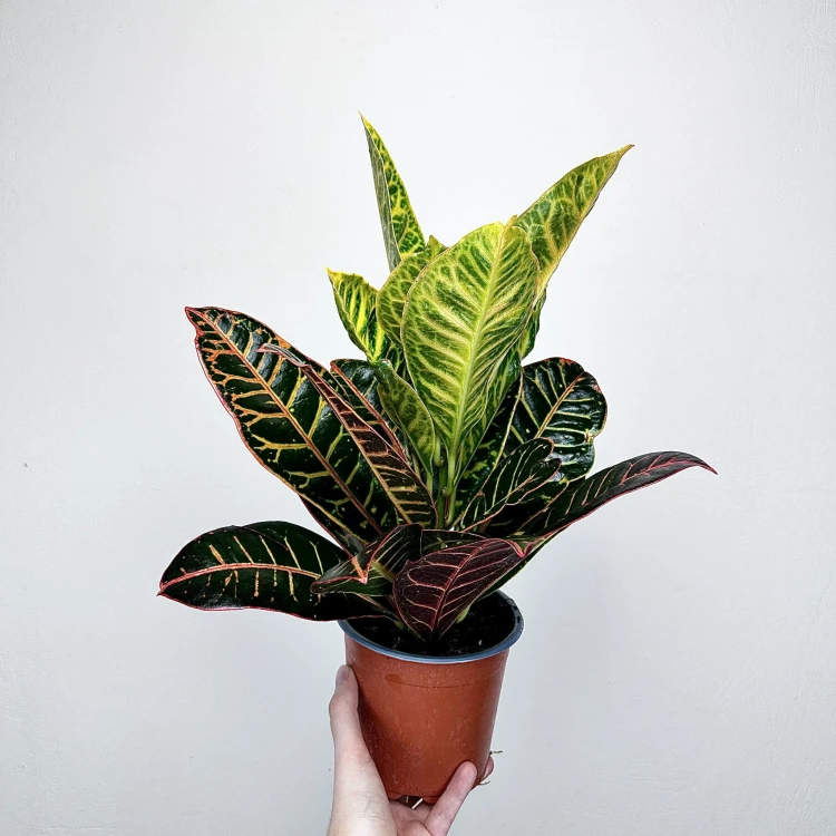Kroton Petra Codiaeum P14 #1