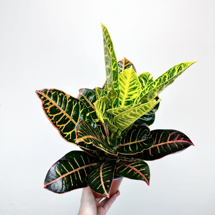 Kroton Petra Codiaeum P14 #3