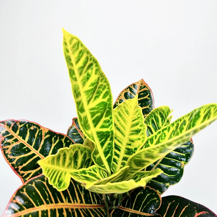 Kroton Petra Codiaeum P14 #4