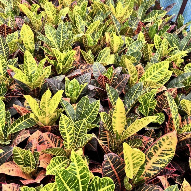 Kroton Petra Codiaeum P14 #5