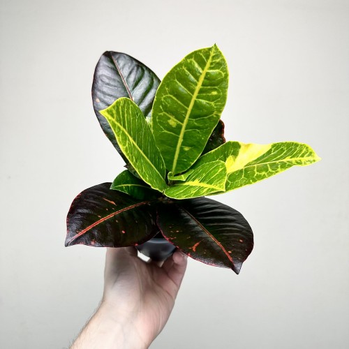 Kroton Petra Codiaeum P11 #2