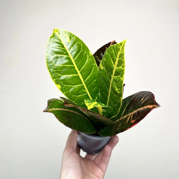 Kroton Petra Codiaeum P11 #3