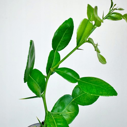 Papeda Limonka Kaffir Lime Citrus Hystrix #2