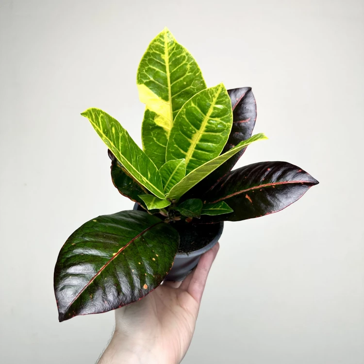 Kroton Petra Codiaeum P11 #4