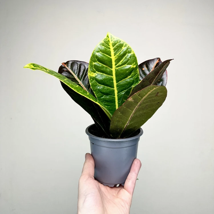 Kroton Petra Codiaeum P11 #5
