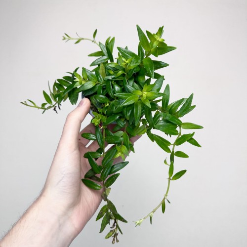 Aeschynanthus Japhrolepis Eszynanthus P9 #1
