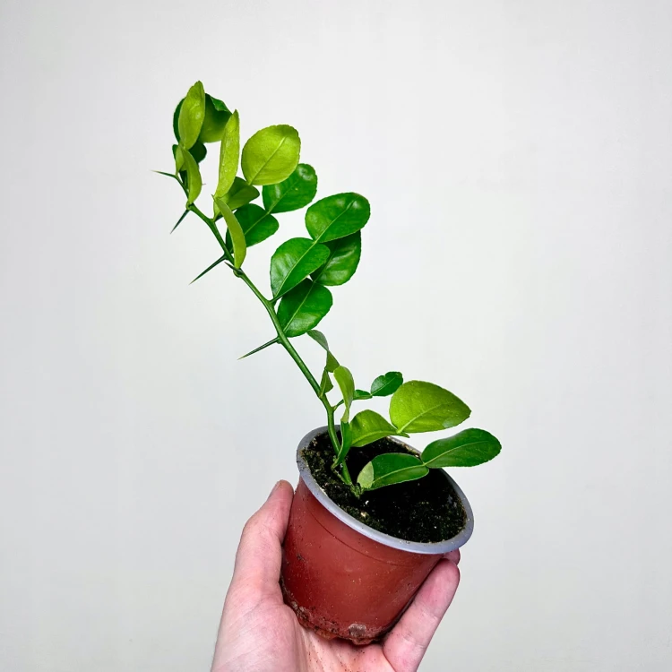 Papeda Limonka Kaffir Lime Citrus Hystrix #3