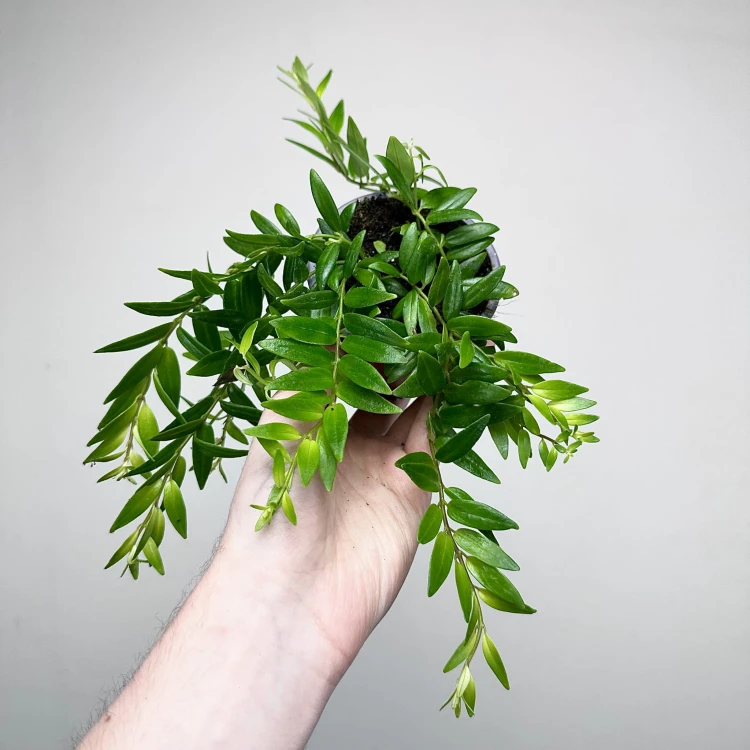 Aeschynanthus Japhrolepis Eszynanthus P9 #3