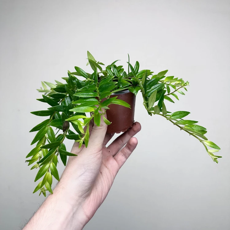 Aeschynanthus Japhrolepis Eszynanthus P9 #4