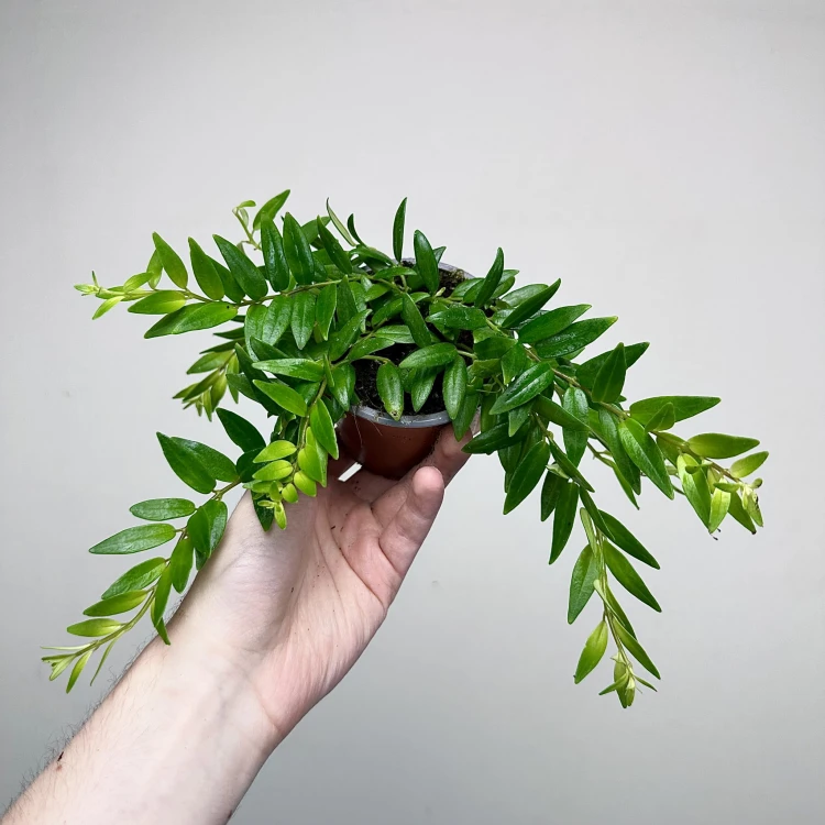 Aeschynanthus Japhrolepis Eszynanthus P9 #5