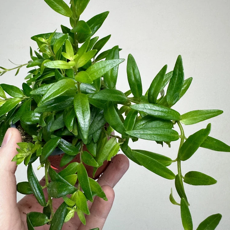 Aeschynanthus Japhrolepis Eszynanthus P9 #6