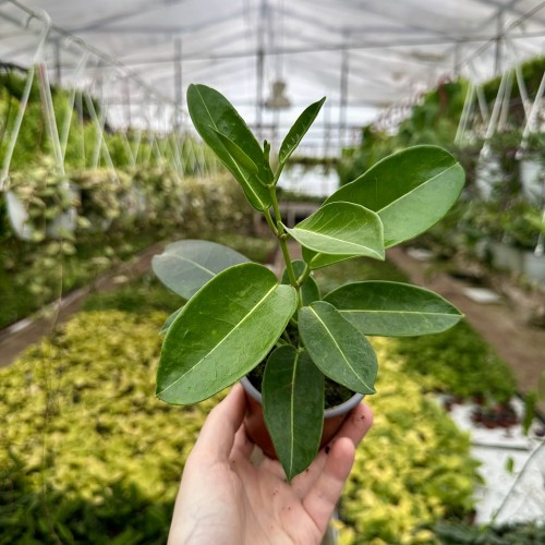 Stefanotis Bukietowy Stephanotis Floribunda #1