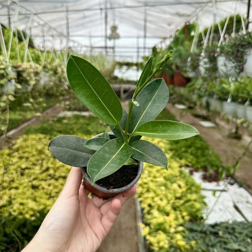 Stefanotis Bukietowy Stephanotis Floribunda #2