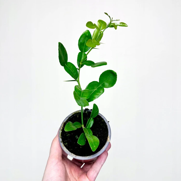Papeda Limonka Kaffir Lime Citrus Hystrix #4