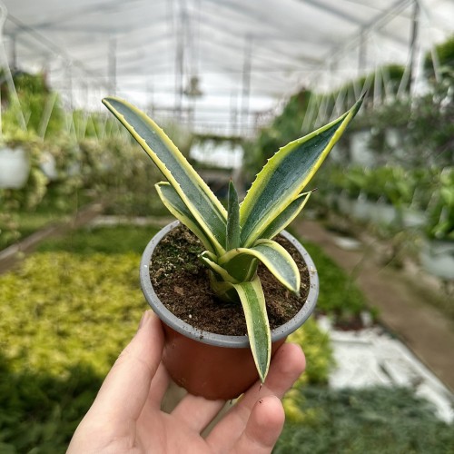 Agave Variegata Agawa P9 #1