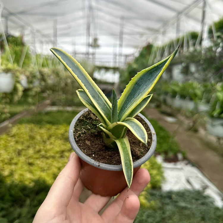 Agave Variegata Agawa P9 #1