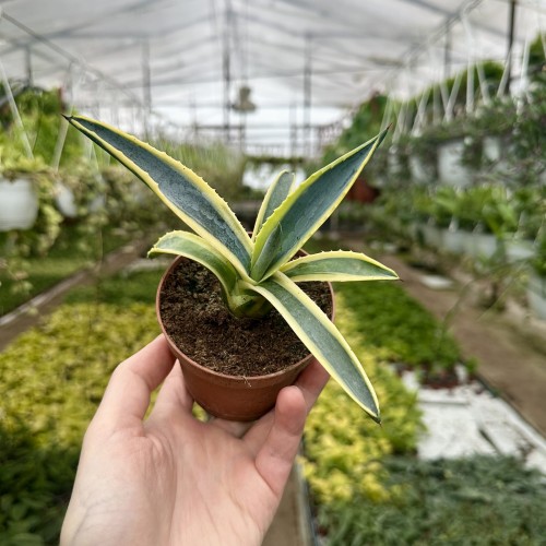 Agave Variegata Agawa P9 #2