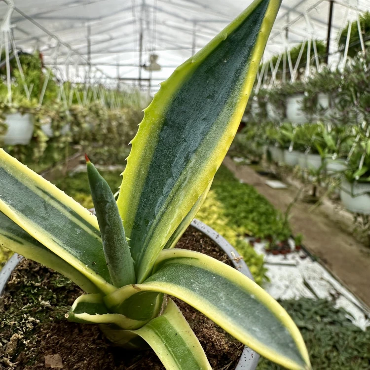 Agave Variegata Agawa P9 #3