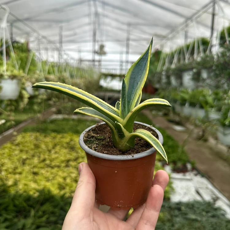 Agave Variegata Agawa P9 #4