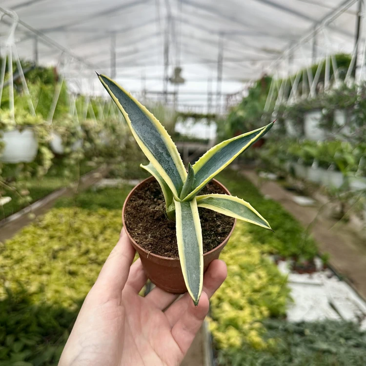 Agave Variegata Agawa P9 #5