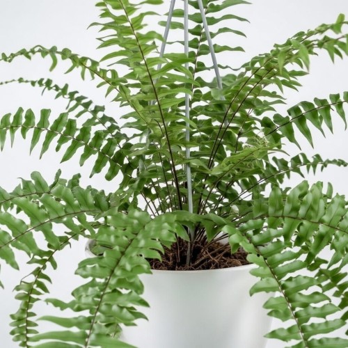 Paproć Macho Nephrolepis P19 wisząca #2