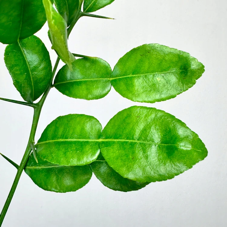 Papeda Limonka Kaffir Lime Citrus Hystrix #5