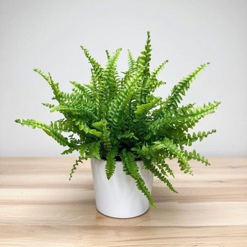 Paproć Green Lady Nephrolepis exaltata P9 #1