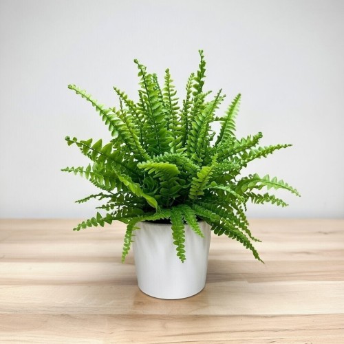 Paproć Green Lady Nephrolepis exaltata P9 #2