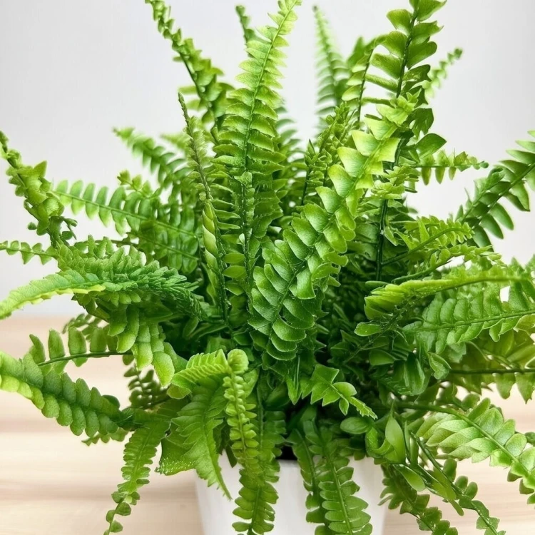 Paproć Green Lady Nephrolepis exaltata P9 #3