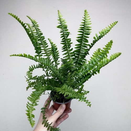 Paproć Cordata Nephrolepis exaltata P9 #1