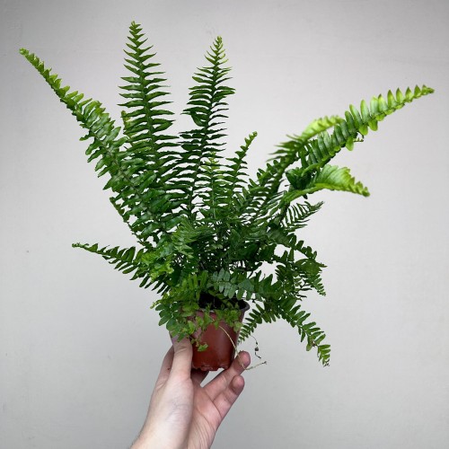 Paproć Cordata Nephrolepis exaltata P9 #2
