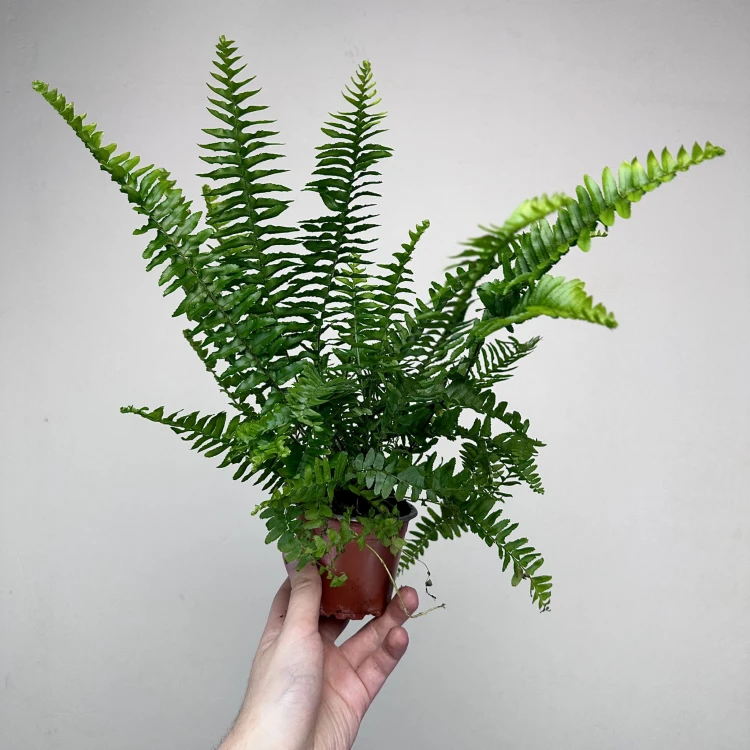 Paproć Cordata Nephrolepis exaltata P9 #2