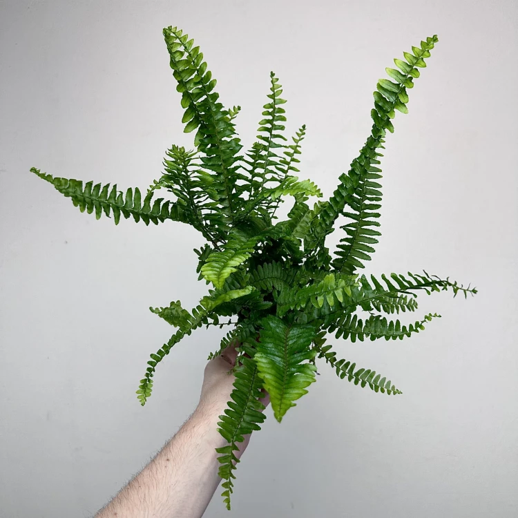 Paproć Cordata Nephrolepis exaltata P9 #4