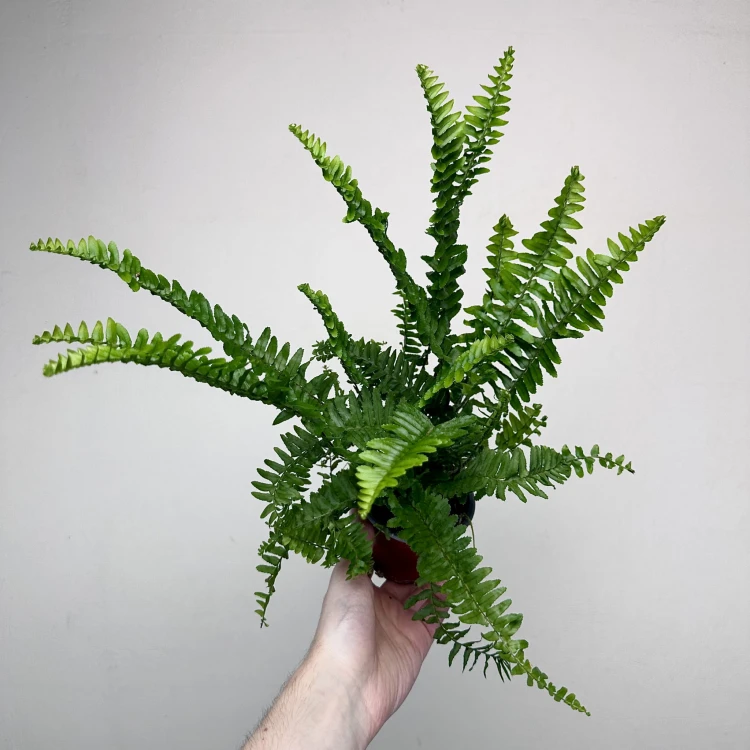 Paproć Cordata Nephrolepis exaltata P9 #5
