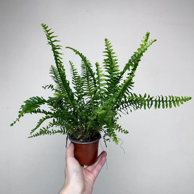 Paproć Cordata Nephrolepis exaltata P9 #7