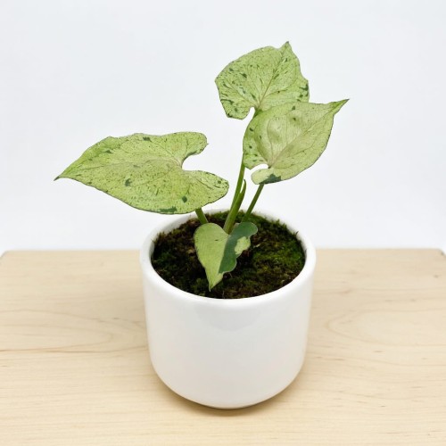 Syngonium Grey Ghost P9 #1