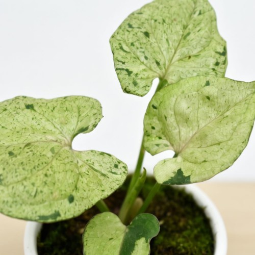 Syngonium Grey Ghost P9 #2