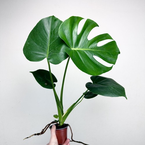 Monstera deliciosa Tauerii Dziurawa P9 #1