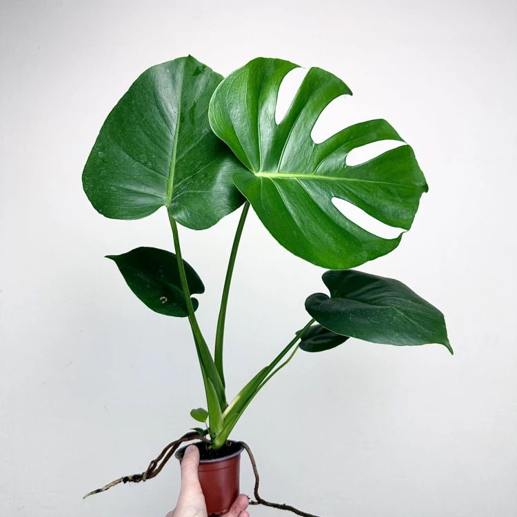 Monstera deliciosa Tauerii Dziurawa P9 #1