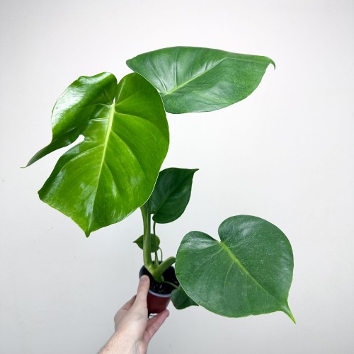 Monstera deliciosa Tauerii Dziurawa P9 #2