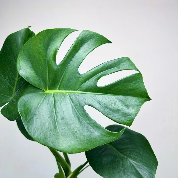 Monstera deliciosa Tauerii Dziurawa P9 #3