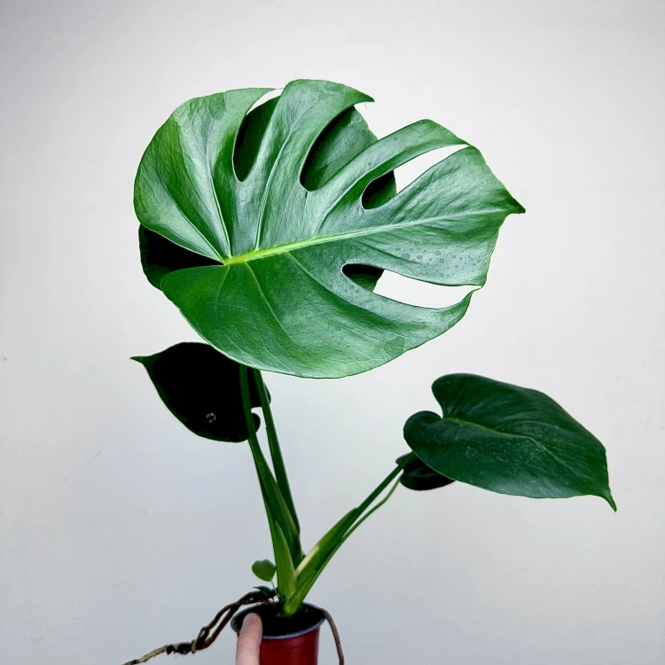 Monstera deliciosa Tauerii Dziurawa P9 #4
