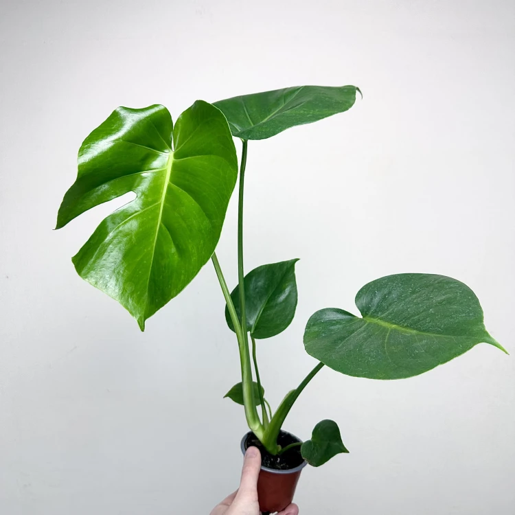 Monstera deliciosa Tauerii Dziurawa P9 #5