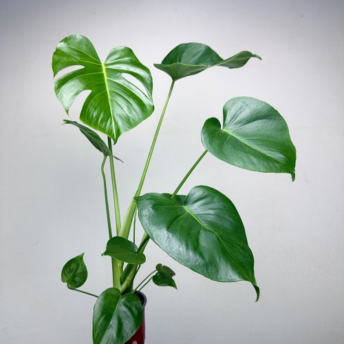 Monstera deliciosa Tauerii Dziurawa P12 #1