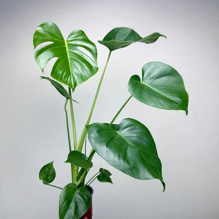 Monstera deliciosa Tauerii Dziurawa P12 #1