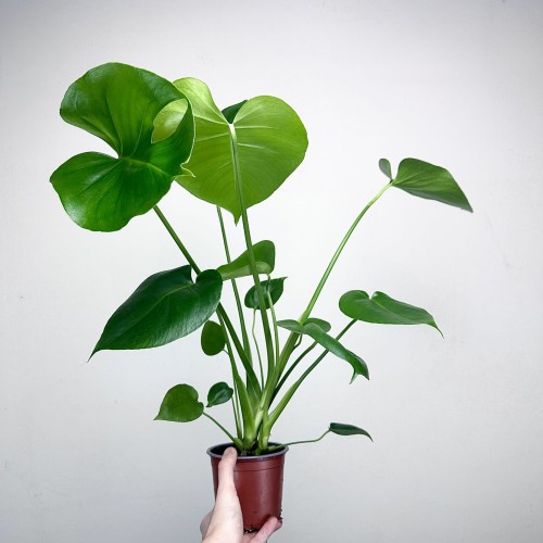 Monstera deliciosa Tauerii Dziurawa P12 #2