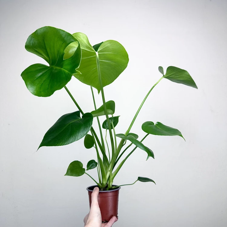 Monstera deliciosa Tauerii Dziurawa P12 #2