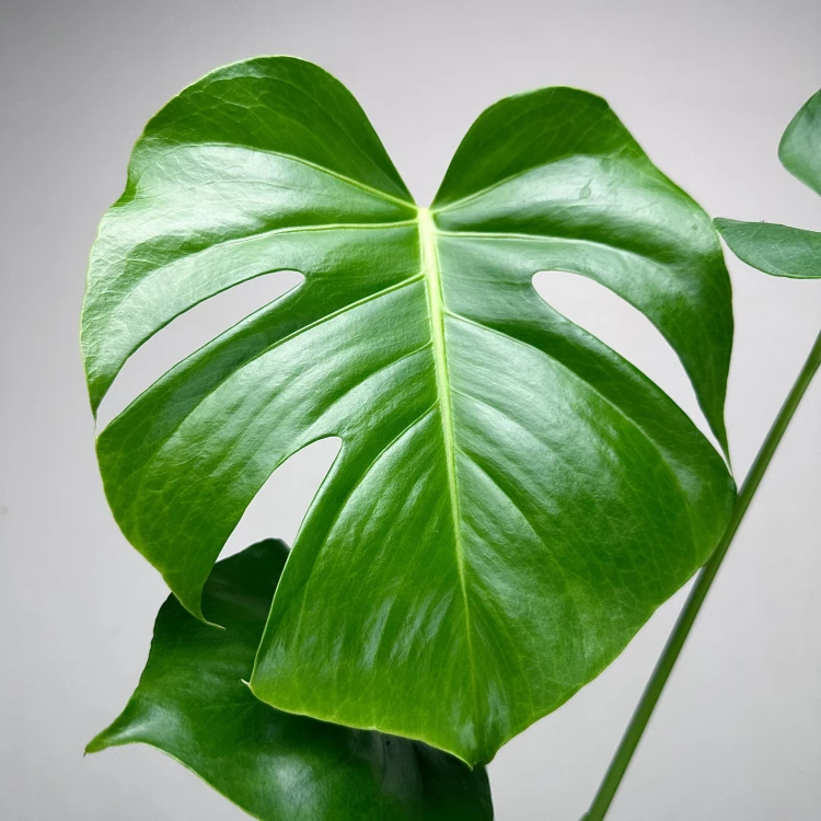 Monstera deliciosa Tauerii Dziurawa P12 #3